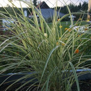 miscanthus chinensis variegatura