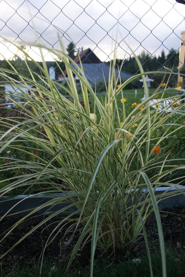 miscanthus chinensis variegatura