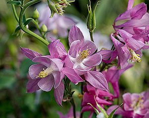 aquilegia cultorum