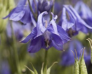 aquilegia alpina