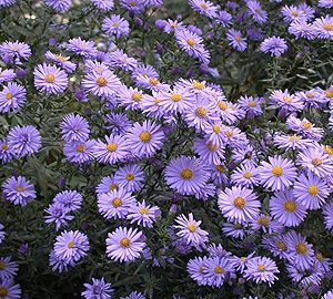 aster dumosus