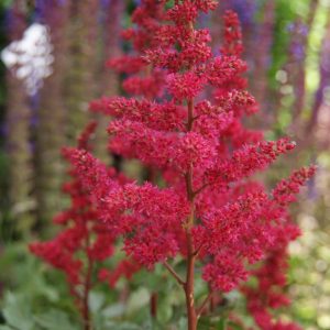 astilbe x arendsii