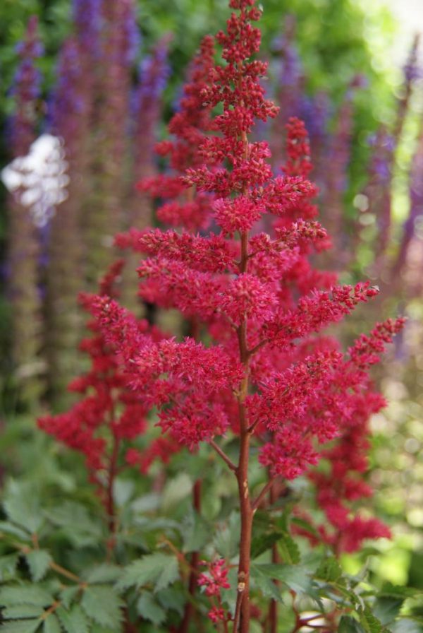 astilbe x arendsii
