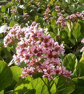 bergenia cultivar
