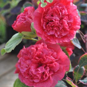 alcea hybride