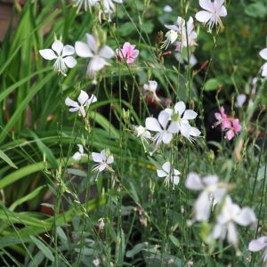 gaura lindheimeri