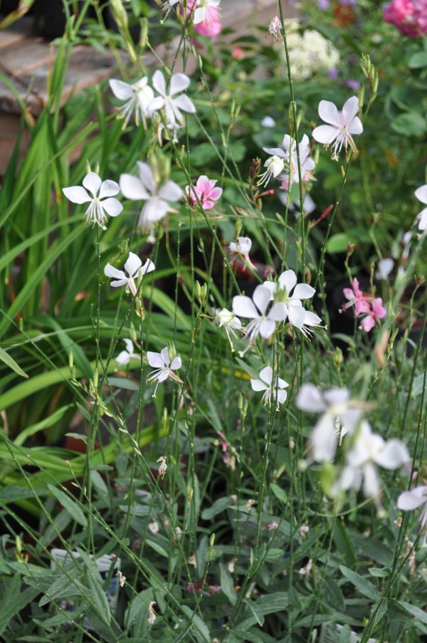 gaura lindheimeri