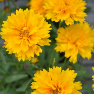 coreopsis grandiflora