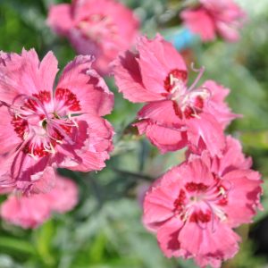 dianthus hybridum