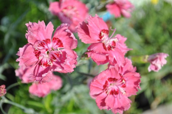 dianthus hybridum