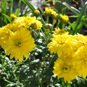 chrysanthemum x hybrid