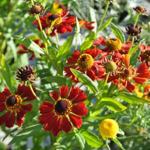 helenium x hybridum