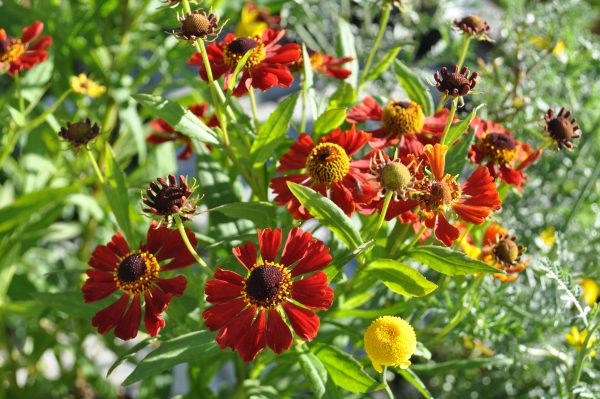 helenium x hybridum