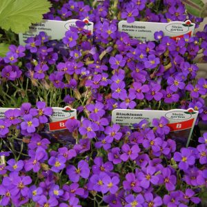 aubrieta cultivar