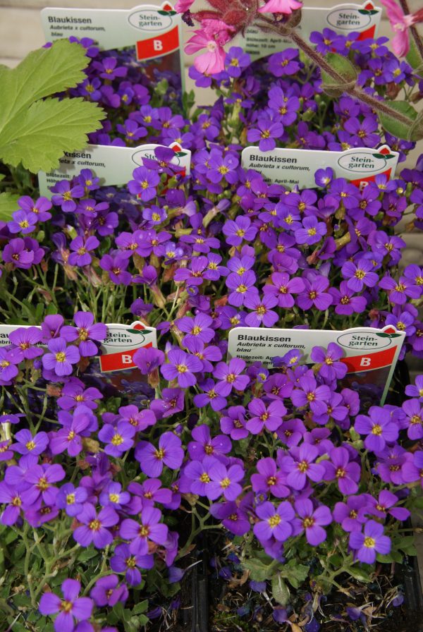 aubrieta cultivar