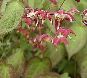 epimedium cultorum