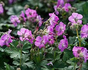 geranium sanguineum freundorf