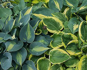 hosta cultorum