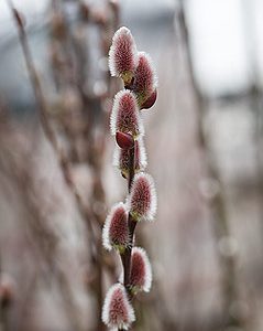 salix caprea mount aso