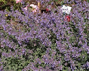 nepeta faassenii