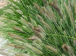 pennisetum alopecuroides