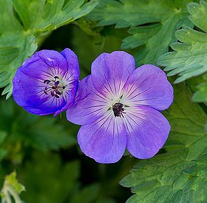 geranium Roxanne