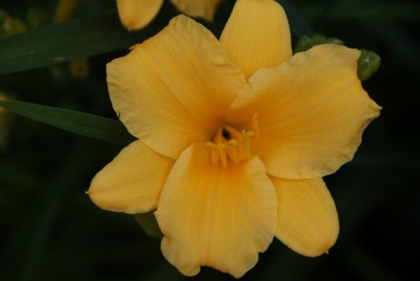 hemerocallis cultorum