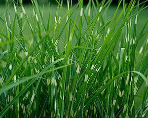 miscanthus chinensis striatus