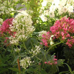 centranthus ruber