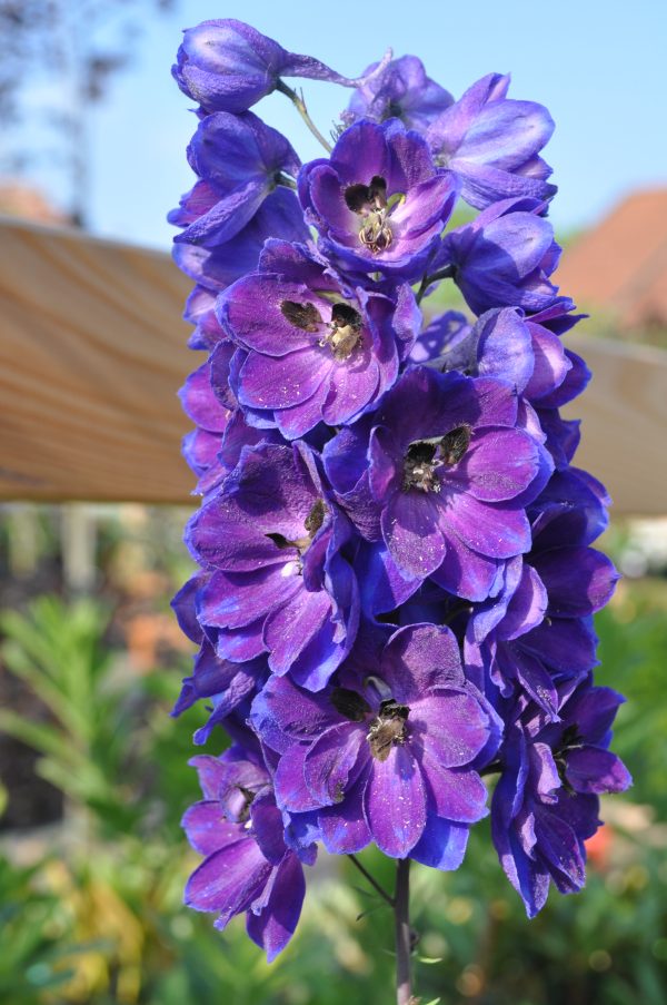 Delphinium Hybridum