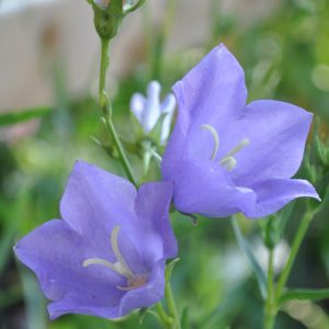 platycodon grandiflorum