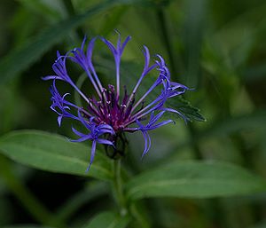 centaurea montana