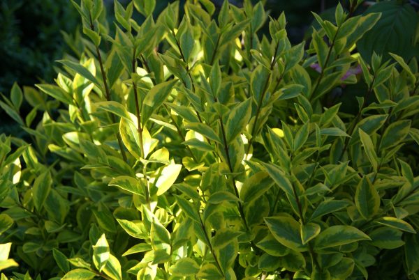 ligustrum ovalifolium aureus