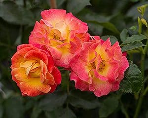 Rose Firebird
