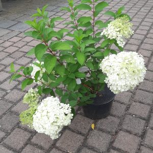 Rispenhortensie
