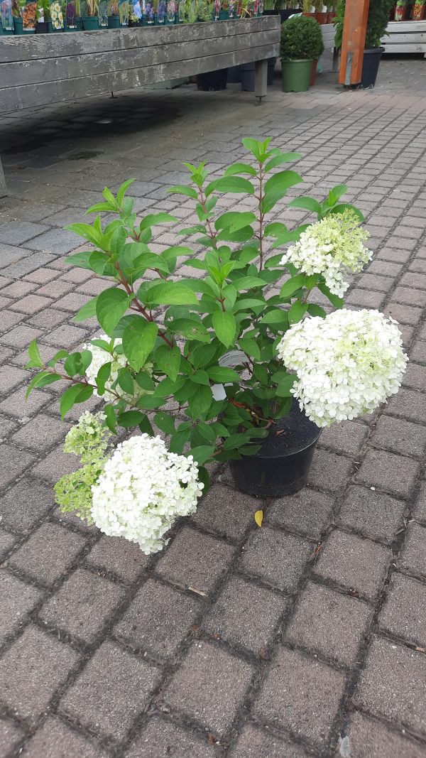 Rispenhortensie