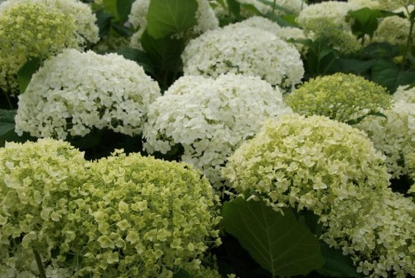Schneeballhortensie