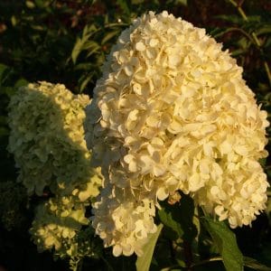 Rispenhortensie