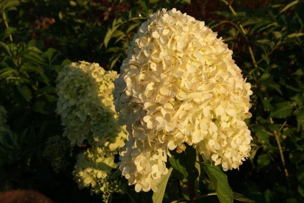 Rispenhortensie