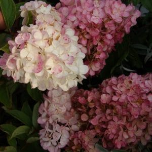 Hydrangea Vanilla Fraise