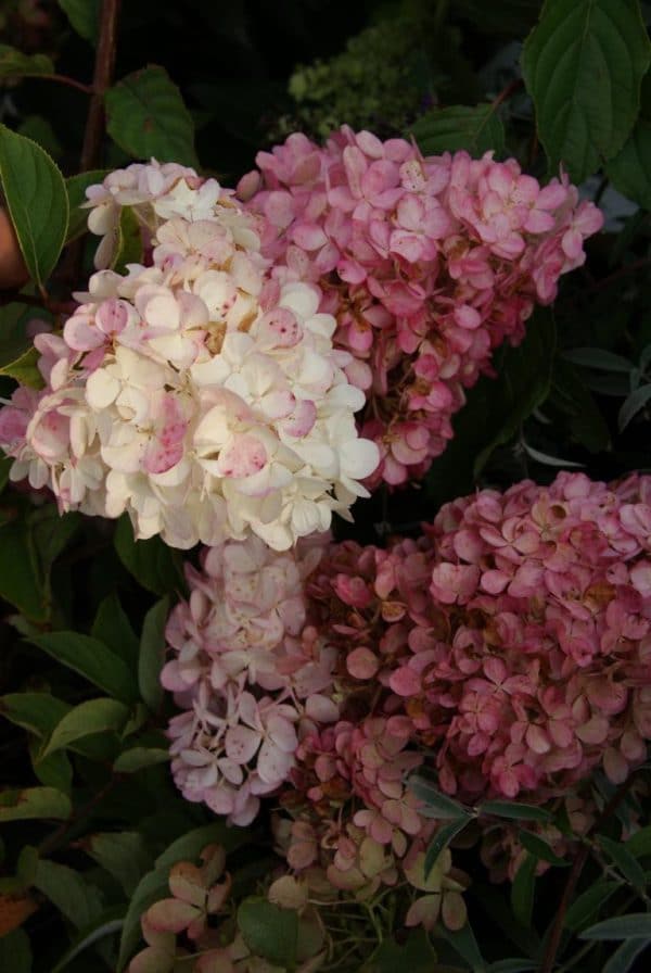 Hydrangea Vanilla Fraise