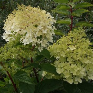 Hydrangea Phantom