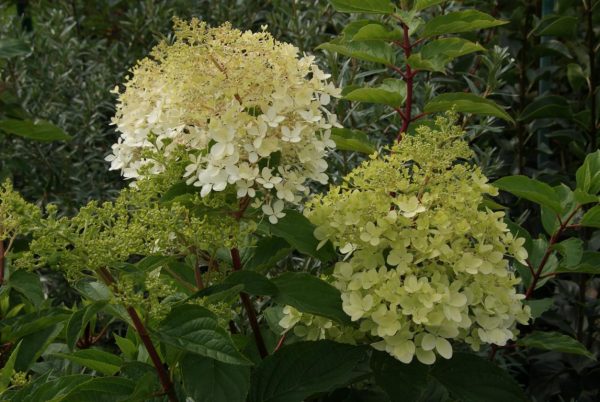 Hydrangea Phantom