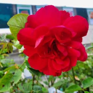 Rose L.D. Braithwaite