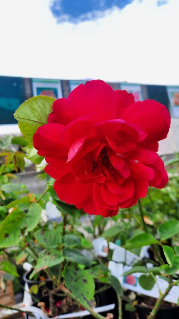 Rose L.D. Braithwaite