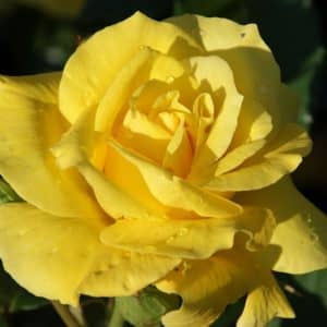 Rose Friesia