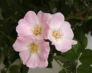 Hundsrose