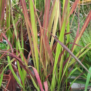 Blutgras