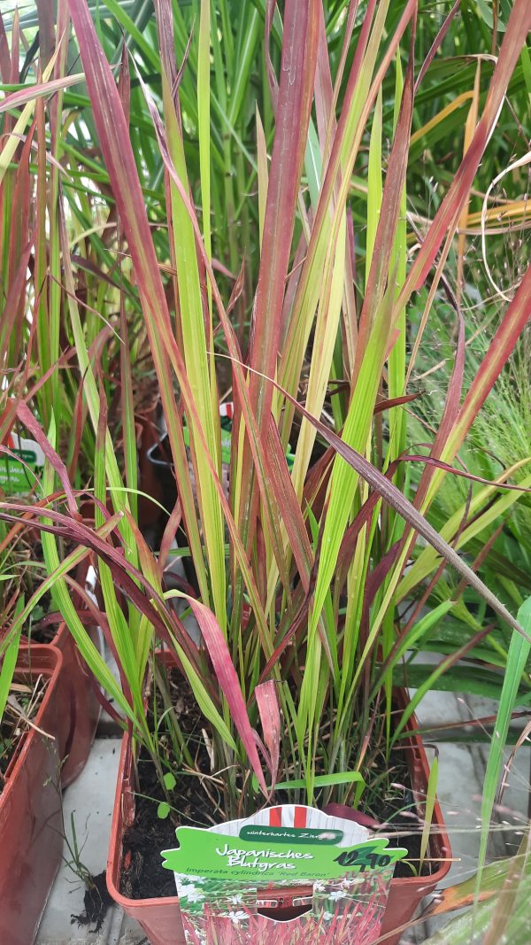 Blutgras