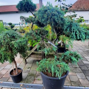 Blauzeder-Bonsai